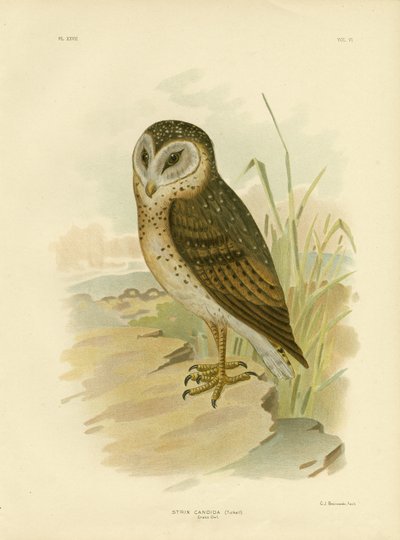 Grass Owl by Gracius Broinowski
